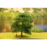 baum_14_22_dlau_14_ks_ku_3_von_7