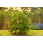 baum_14_22_hflo_15_ks_ku_5_von_7