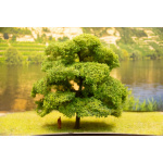baum_14_22_hflo_16_ks_ku_6_von_7