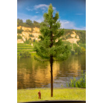 baum_14_22_hostfas_22_hz_dr_7_von_7